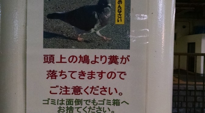 Wanted: Fugitive Pigeon