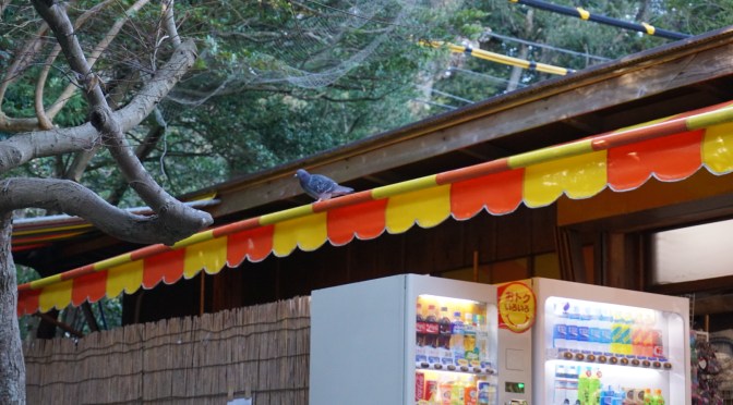 Fugitive Pigeon: Update