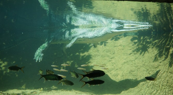 Spend a while with a crocodile