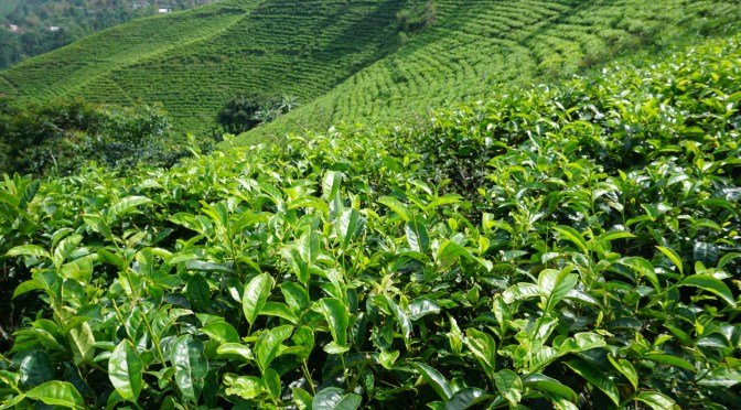 Steep Hillside Plantation!