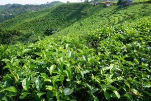 Tea plants growing on the hilllside in Java