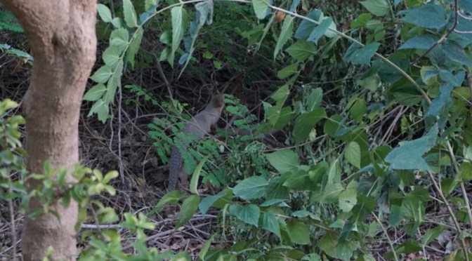 Mongoose on the Loose!