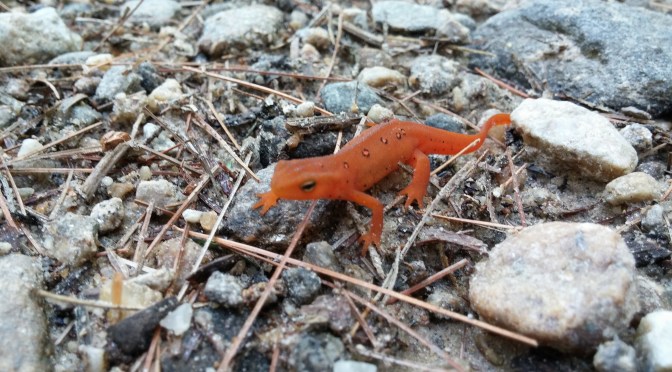 Red Eft